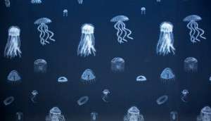 Jellies tell the story of the oceans’ woes